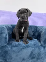 Female AKC Pink collar, a female Great Dane for sale in Plainfield, IL – Photo 3 of 9