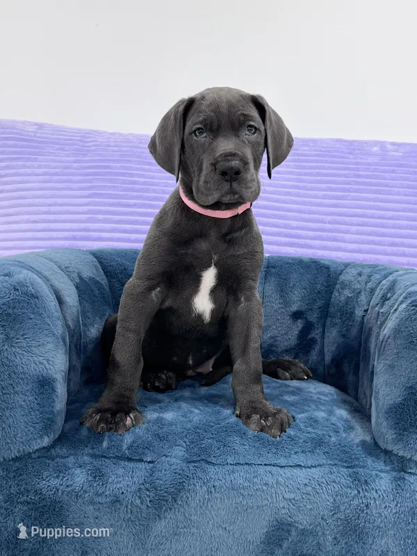 Female AKC Pink collar