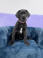 Female AKC Pink collar, a female Great Dane for sale in Plainfield, IL – Photo 1 of 9