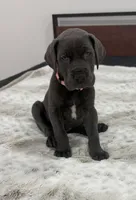 Female AKC Pink collar, a female Great Dane for sale in Plainfield, IL – Photo 9 of 9