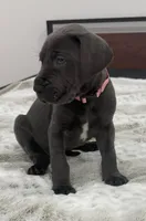 Female AKC Pink collar, a female Great Dane for sale in Plainfield, IL – Photo 8 of 9