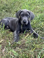 Blue female (Silver collar), a female Great Dane for sale in Plainfield, IL – 3 of 10