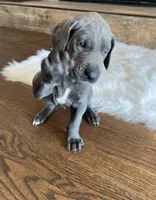 Green collar, a male Great Dane for sale in Plainfield, IL – Photo 10 of 10