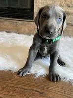 Green collar, a male Great Dane for sale in Plainfield, IL – Photo 7 of 10