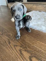 Green collar, a male Great Dane for sale in Plainfield, IL – Photo 6 of 10