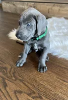 Green collar, a male Great Dane for sale in Plainfield, IL – Photo 5 of 10