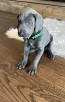 Green collar, a male Great Dane for sale in Plainfield, IL – Photo 3 of 10