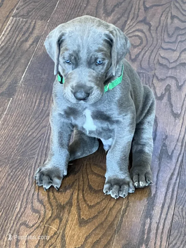 Green collar, a male Great Dane for sale in Plainfield, IL – Photo 1 of 10