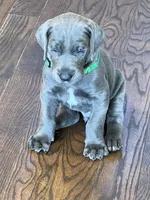 Green collar, a male Great Dane for sale in Plainfield, IL – Photo 1 of 10