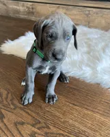 Green collar, a male Great Dane for sale in Plainfield, IL – Photo 4 of 10