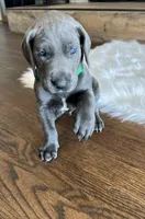 Green collar, a male Great Dane for sale in Plainfield, IL – Photo 2 of 10