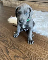 Green collar, a male Great Dane for sale in Plainfield, IL – Photo 8 of 10