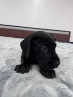 Orange Collar, a female Great Dane for sale in Plainfield, IL – Photo 4 of 9