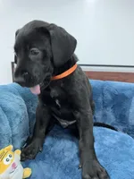 Orange Collar, a female Great Dane for sale in Plainfield, IL – Photo 1 of 9