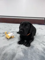 Orange Collar, a female Great Dane for sale in Plainfield, IL – Photo 9 of 9