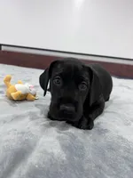 Orange Collar, a female Great Dane for sale in Plainfield, IL – Photo 3 of 9