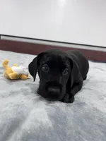 Orange Collar, a female Great Dane for sale in Plainfield, IL – Photo 8 of 9