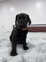 Orange Collar, a female Great Dane for sale in Plainfield, IL – Photo 7 of 9