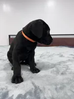 Orange Collar, a female Great Dane for sale in Plainfield, IL – Photo 5 of 9