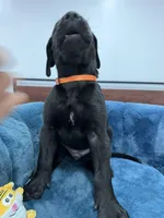 Orange Collar, a female Great Dane for sale in Plainfield, IL – Photo 2 of 9