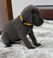 Female AKC Yellow collar, a female Great Dane for sale in Plainfield, IL – Photo 7 of 8