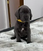 Female AKC Yellow collar, a female Great Dane for sale in Plainfield, IL – Photo 5 of 8