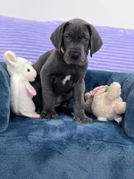 Female AKC Yellow collar, a female Great Dane for sale in Plainfield, IL – Photo 3 of 8