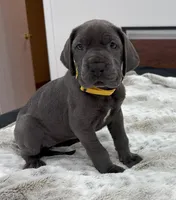 Female AKC Yellow collar, a female Great Dane for sale in Plainfield, IL – Photo 4 of 8