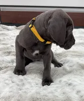 Female AKC Yellow collar, a female Great Dane for sale in Plainfield, IL – Photo 8 of 8