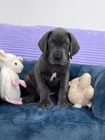 Female AKC Yellow collar, a female Great Dane for sale in Plainfield, IL – Photo 2 of 8