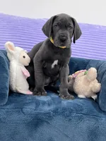 Female AKC Yellow collar, a female Great Dane for sale in Plainfield, IL – Photo 1 of 8