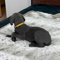 Female AKC Yellow collar, a female Great Dane for sale in Plainfield, IL – Photo 6 of 8