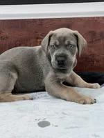 Blue Fawn, a male Great Dane for sale in Plainfield, IL – Photo 9 of 10