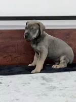 Blue Fawn, a male Great Dane for sale in Plainfield, IL – Photo 10 of 10