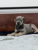 Blue Fawn, a male Great Dane for sale in Plainfield, IL – Photo 7 of 10