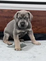 Blue Fawn, a male Great Dane for sale in Plainfield, IL – Photo 1 of 10