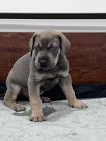 Blue Fawn, a male Great Dane for sale in Plainfield, IL – Photo 5 of 10