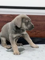 Blue Fawn, a male Great Dane for sale in Plainfield, IL – Photo 4 of 10