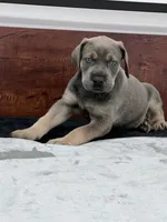 Blue Fawn, a male Great Dane for sale in Plainfield, IL – Photo 6 of 10