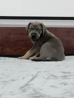 Blue Fawn, a male Great Dane for sale in Plainfield, IL – Photo 3 of 10