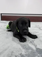 Light Green Collar, a female Great Dane for sale in Plainfield, IL – Photo 3 of 7