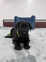 Light Green Collar, a female Great Dane for sale in Plainfield, IL – Photo 1 of 7