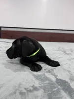 Light Green Collar, a female Great Dane for sale in Plainfield, IL – Photo 2 of 7