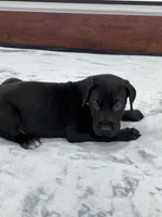 Light Green Collar, a female Great Dane for sale in Plainfield, IL – Photo 5 of 7