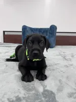 Light Green Collar, a female Great Dane for sale in Plainfield, IL – Photo 4 of 7