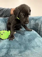 Light Green Collar, a female Great Dane for sale in Plainfield, IL – Photo 7 of 7