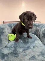 Light Green Collar, a female Great Dane for sale in Plainfield, IL – Photo 6 of 7