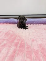 Blue female (Pink collar), a female Great Dane for sale in Plainfield, IL – 9 of 9