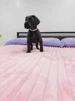 Blue female (Silver collar), a female Great Dane for sale in Plainfield, IL – 1 of 10