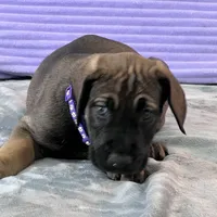 Fawn female (AKC), a female Great Dane for sale in Plainfield, IL – Photo 6 of 8